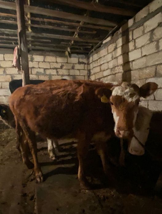 Порода Симментал,9 мес. Поселек Украинка