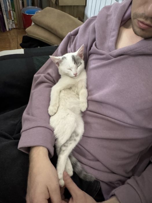 Котенок в добрые руки