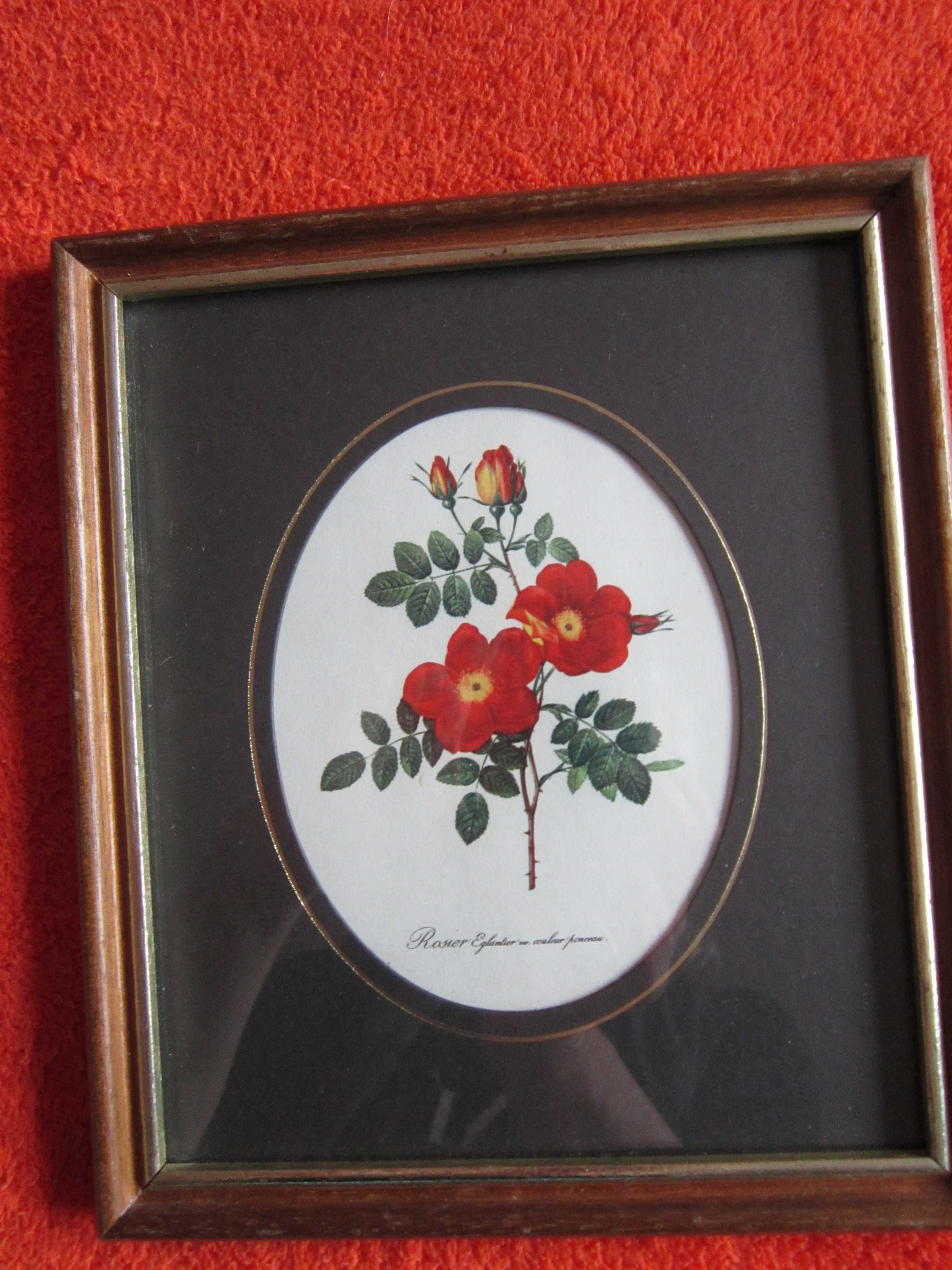 tablou botanic litografie Rosa eglanteria Franta'40 cadou rar