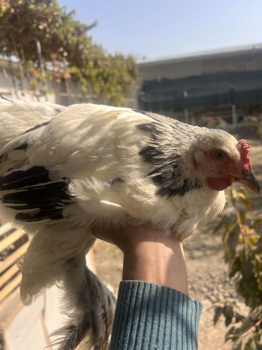 Brama xoʻrozlar sotiladi yoki xonaki chiroyli mokiyonga barteram bor
