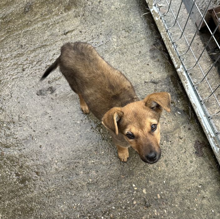 Dau câine spre ADOPȚIE