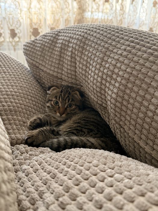 Вислоухая кошка в добрые руки