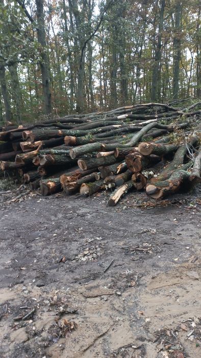 Vând lemne de foc esență tare