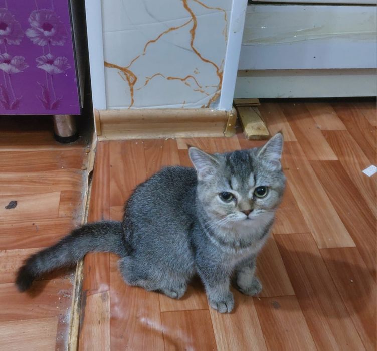 Продам котенка девочку скоттиш страйт шиншила.