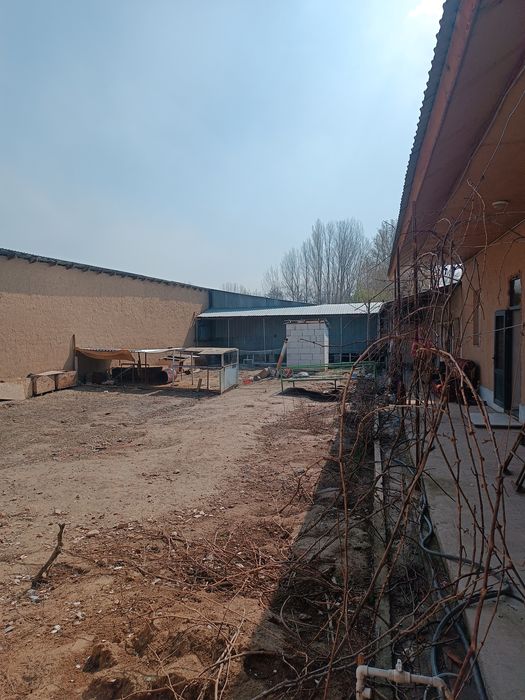 mol qoʻy ferma sotiladi 50 /60ta mol boqsa boladi