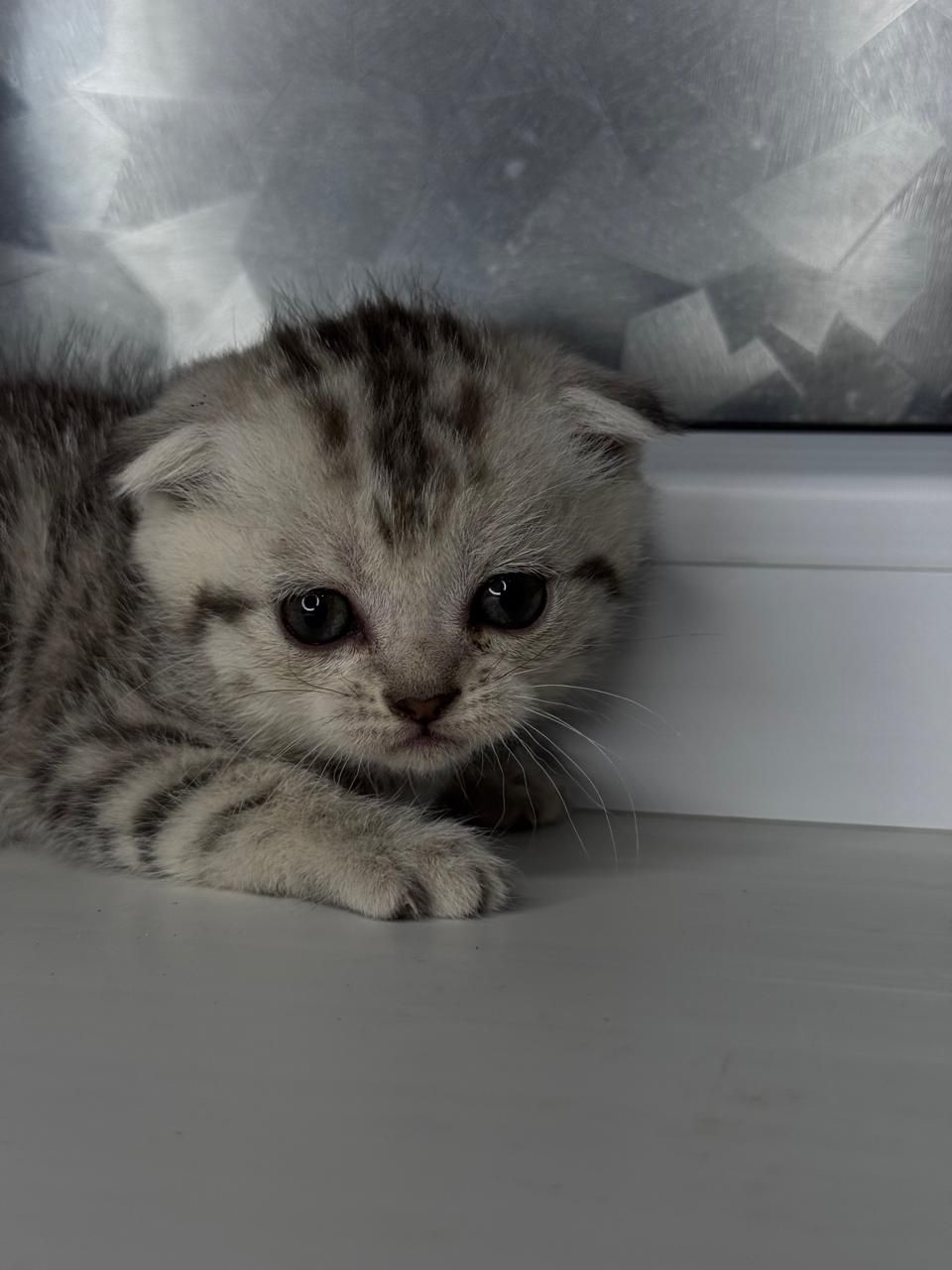 Продам красивых котят