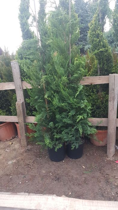 Copaci ornamentali diferite înălțimi