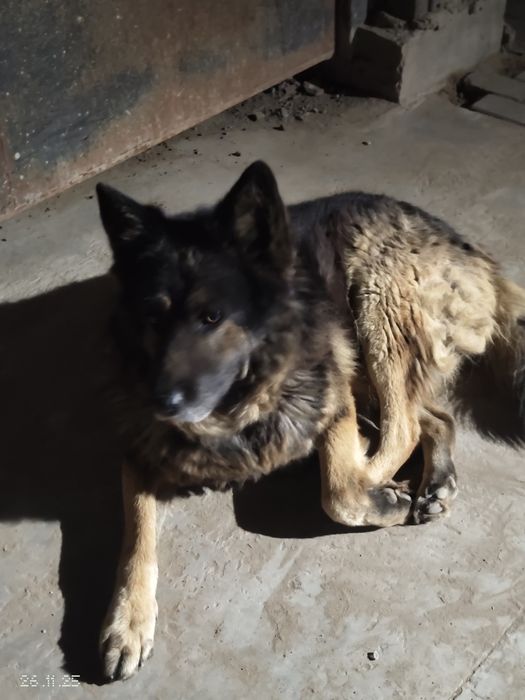 Овчарка сторожевая