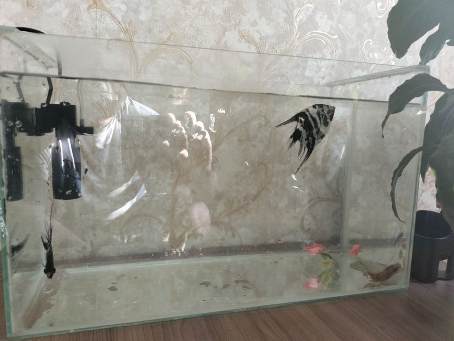 Аквариум с рыбками