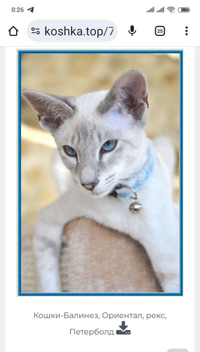 Кошка балинез даром