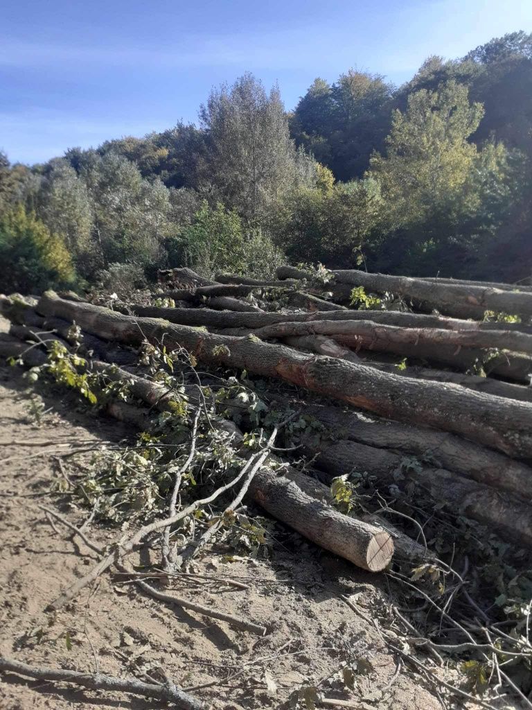 Lemne de foc la  250 lei metru