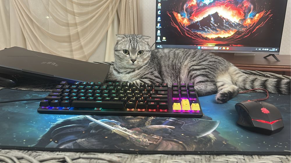 Отдам кота в хорошие руки