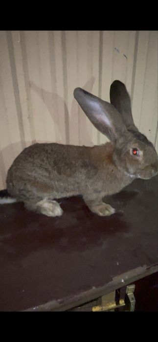 Flandr quyon sotiladi uxa 22 9oyli