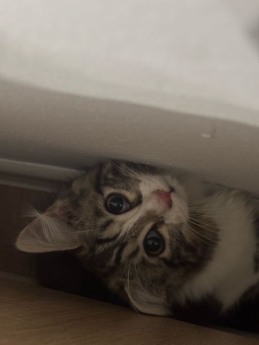 Котёнок    Обмен