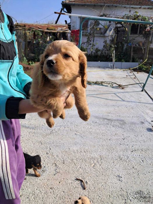 Американски Кокерчета