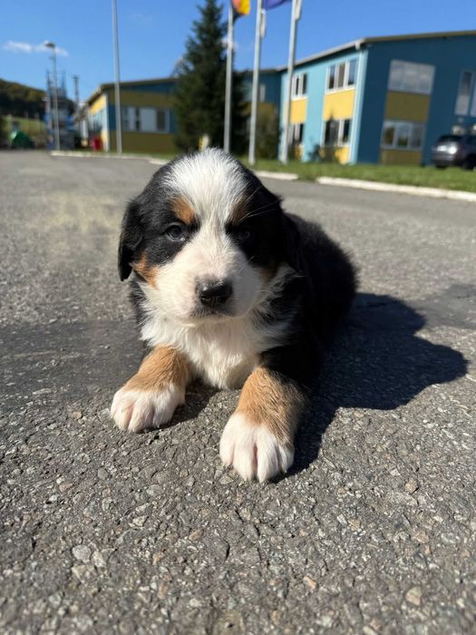 Pui Ciobanesc de Berna Baiat, Cu Pedigree, De Vanzare