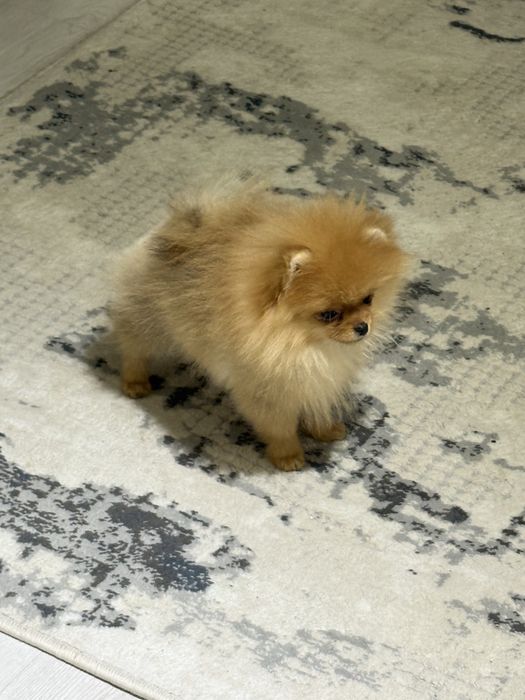 Померанский шпиц (крохотные девочки)