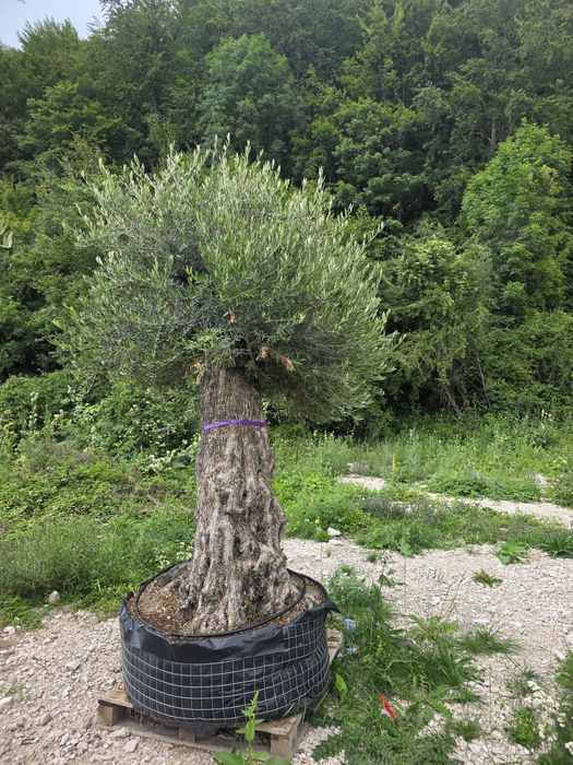 Maslin olea secural