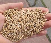 Triticale de vanzare