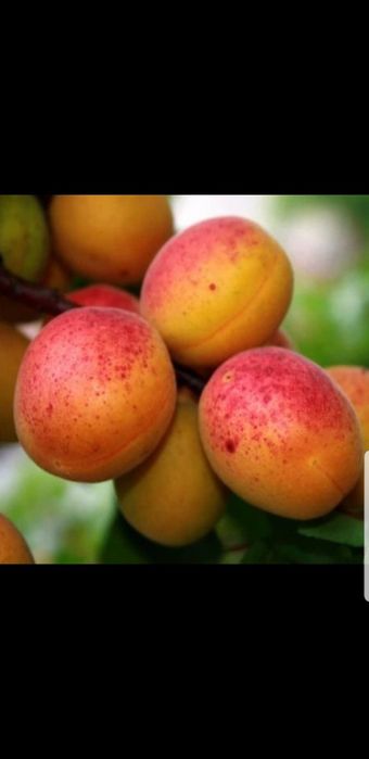 Pomi columnari,normali si vita de vie