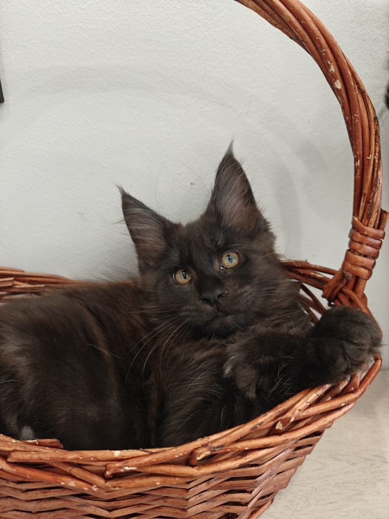 Котята Мейн -кунов