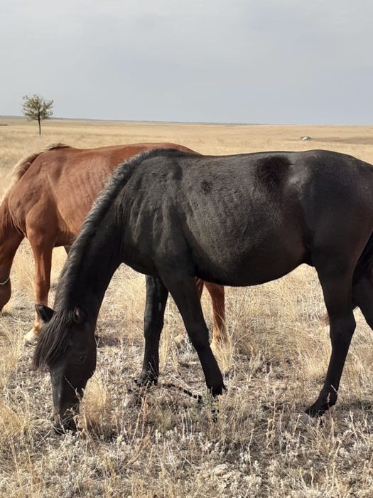 Айғыр сатылады семіз