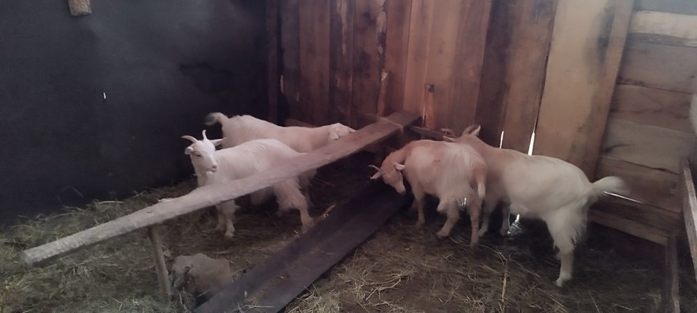 Iede carpatine de vanzare