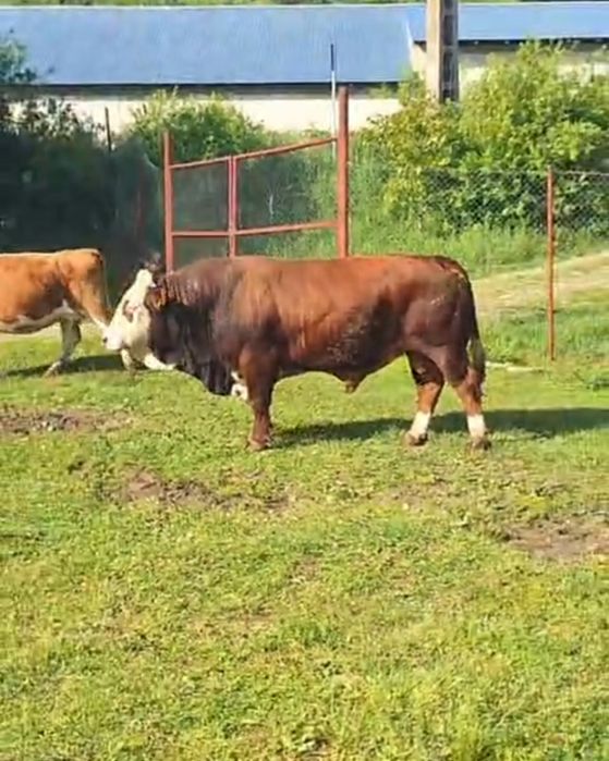 Vând taur cu certificat de origine
