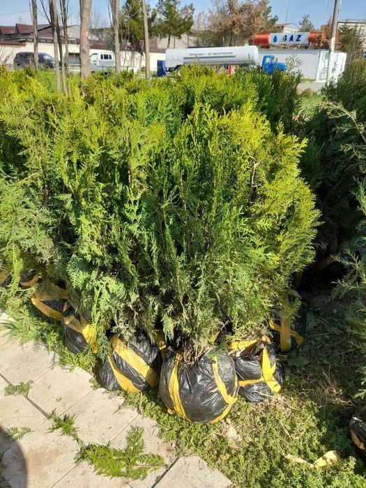 Gazon ekish va tayyor gazon yotqizish archa kisish