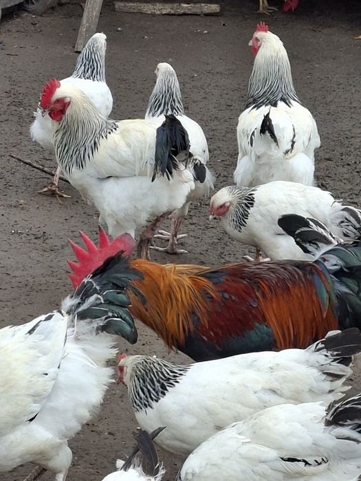 Cocosi susex si italieni culoarea potârnichie