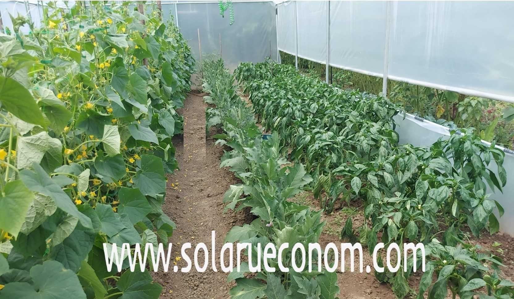 Solarul(sera) -  soluția ideală pentru cultivarea legumelor