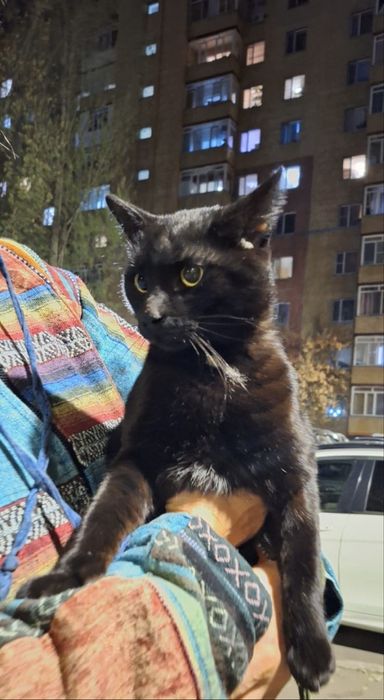 кот, кошка, черный хвостик