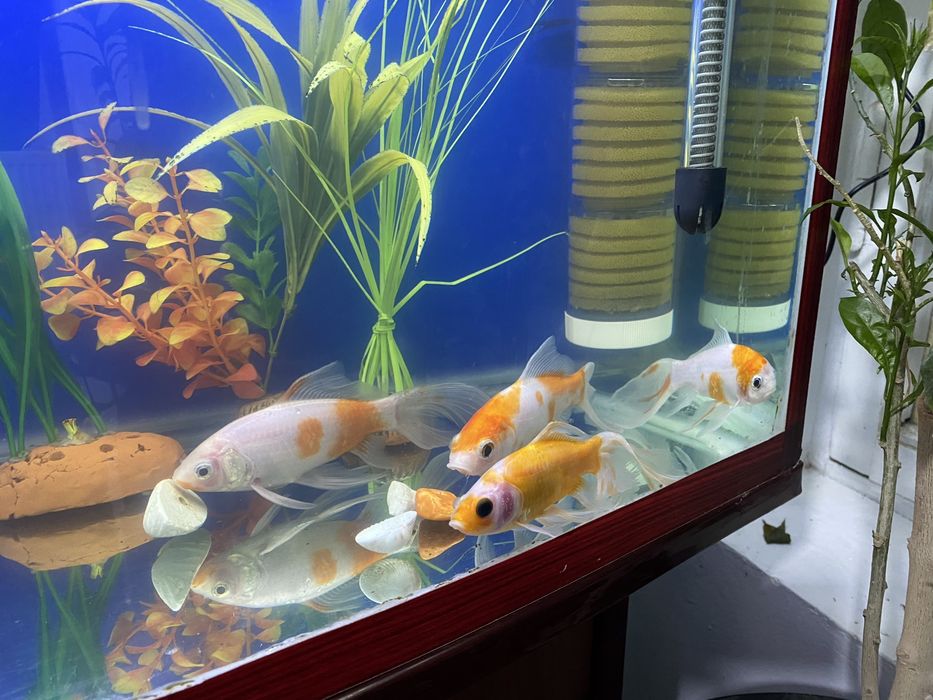 Sotiladi 250 mindan donasi