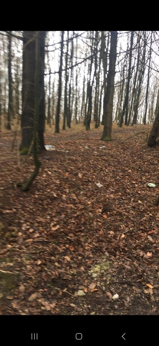 Padure de vanzare 1 hectar rate Bejan Deva