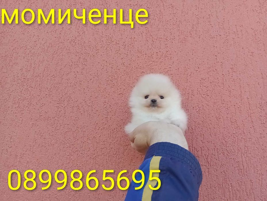 Миниатюрни мини Померани. Реални снимки!
Мъжки Померани. Реални снимки