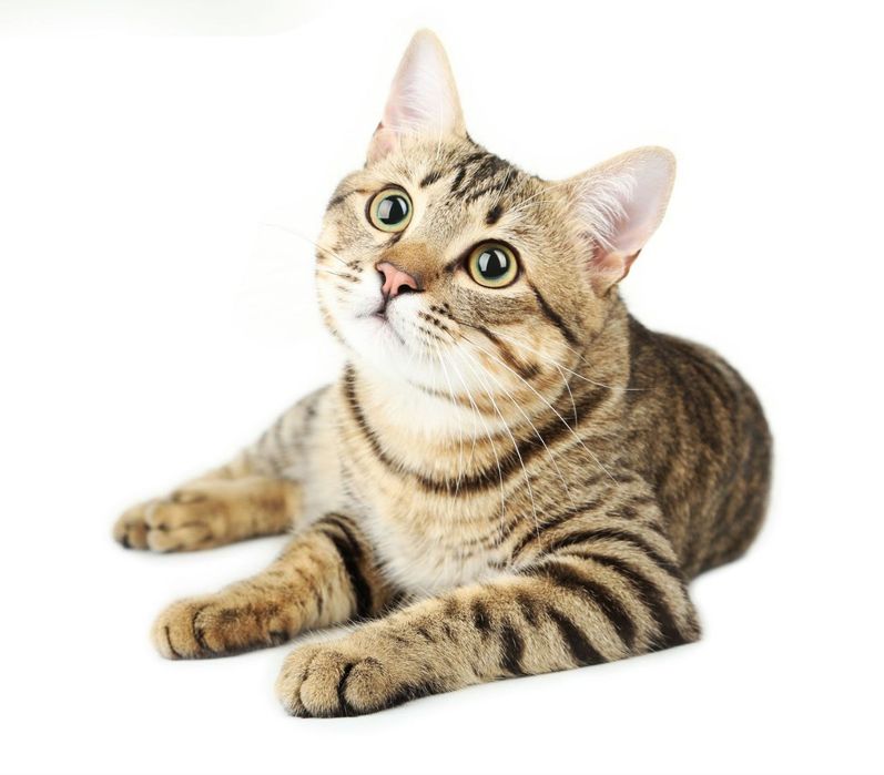 Мис Грей серая красавеца