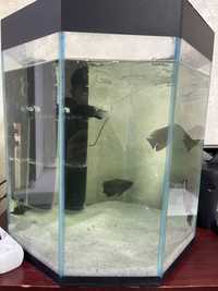 аквариум 60-70 литр