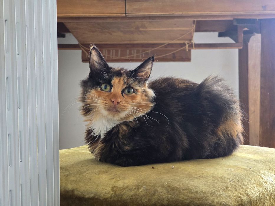 Сладко Коте, Шарено