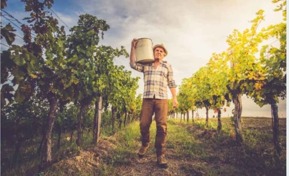 Vând struguri de vin diferite soiuri avem transportul în toată țara