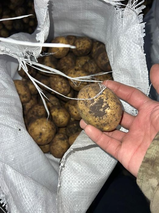 Картошка оптом  с Макинска
