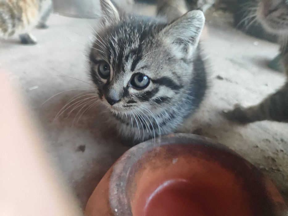 Два котёнка ищут дом!