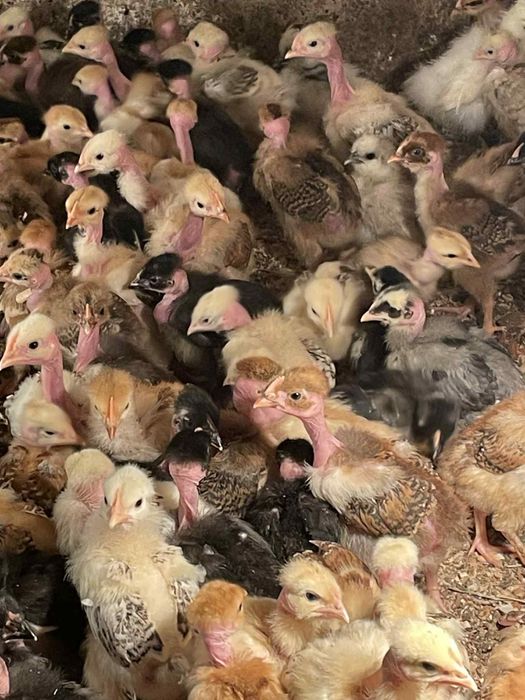 Пилета,пилета,пилета