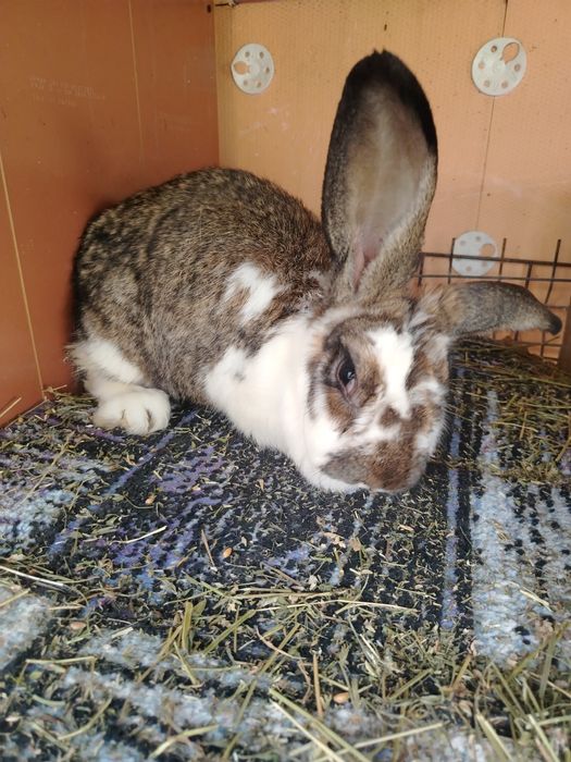 Iepure hibrid                   .