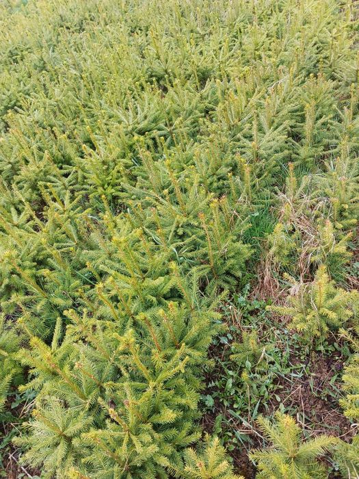 Puieti de molid apti de plantare