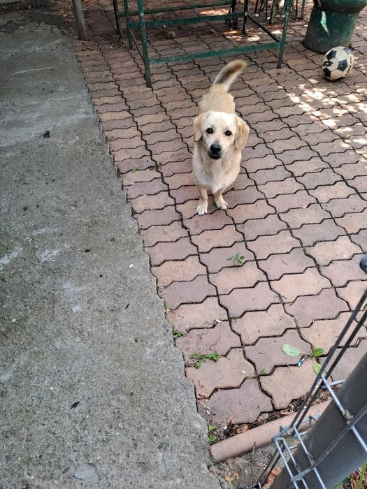 Donez cațel talie medie