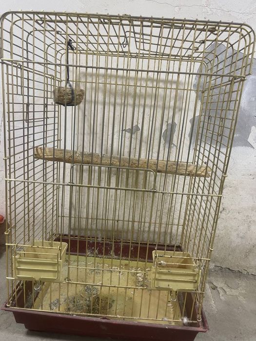 Qafas sotiladi kotta qushlargan