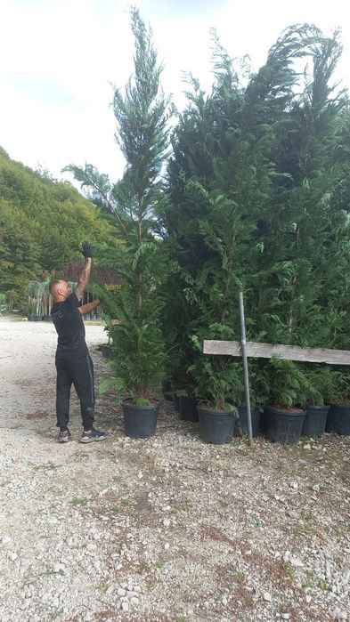 Cupressus leylandii 2.5m - 4m crescuți în ghiveci, super oferta