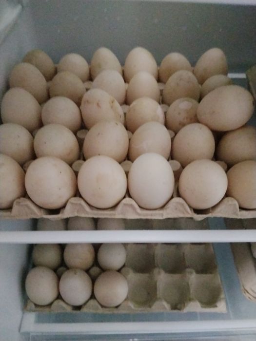 Oua de gaina si de rata