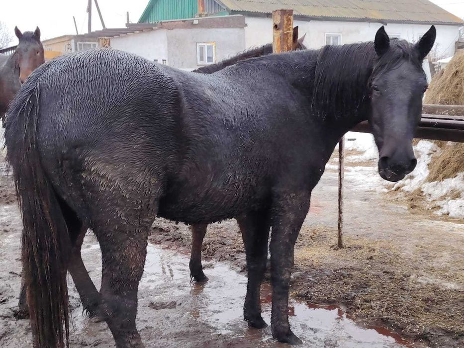 Байтал жылқы срочно на соғым согым ет мясо