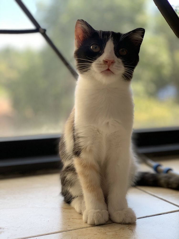 Котенок ищет дом